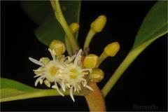 Manilkara roxburghiana